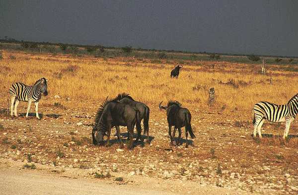 Afrika Titel-Foto (Zebras und Gnus)