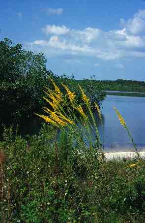 im J.N.Darling National Wildlife Refuge