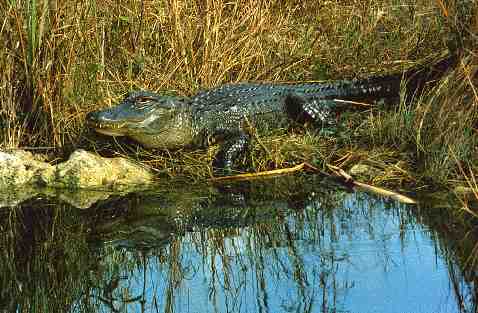 Alligator
