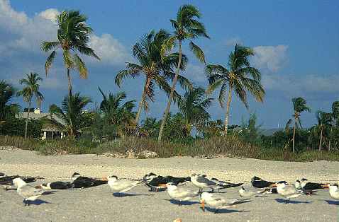 M&ouml;wen bei South Seas Plantation