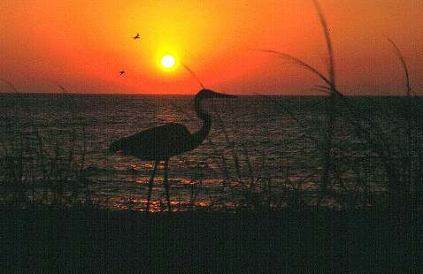 Sonnenuntergang mit Reiher