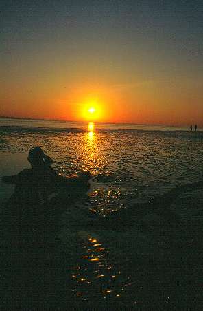 Sonnenaufgang mit Wurzel
