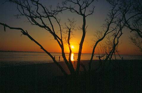 Sonnenaufgang mit Baum