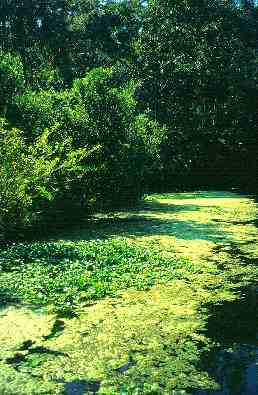 Pepper Creek