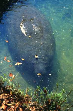 Manatee (Seekuh)