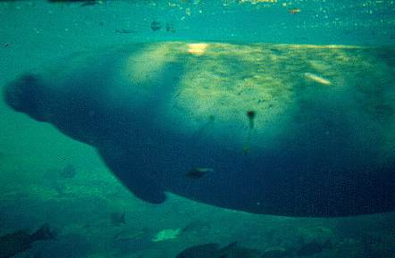 Manatee vom Underwater Observatory