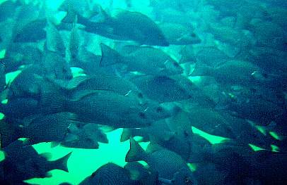 Fisch-Schwarm vom Underwater Observatory