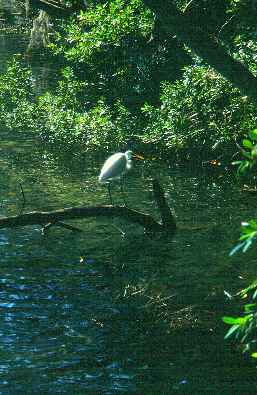 Reiher am Homosassa River