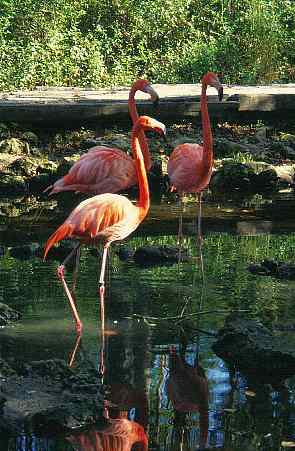 Flamingos