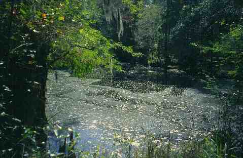 Sumpf entlang des Suwannee River Trail