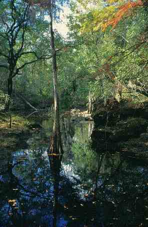 Suwannee River Trail