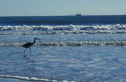 White Heron