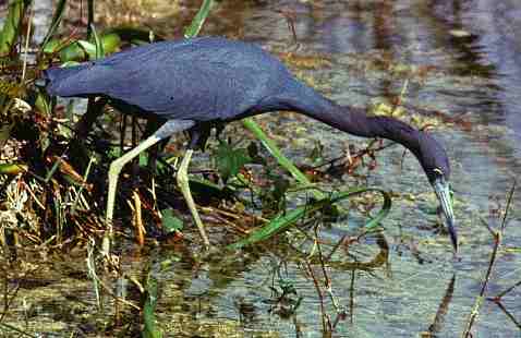 Gro�er Blaureiher