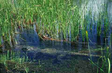 American Crocodile