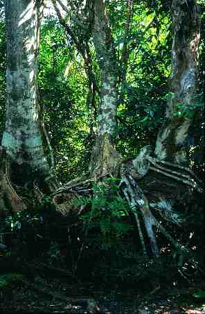 Gumbo Limbo Trail