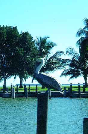 Pelikan