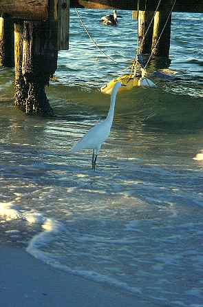 V&ouml;gel an der Fishing Pier