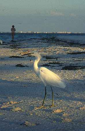 White Heron